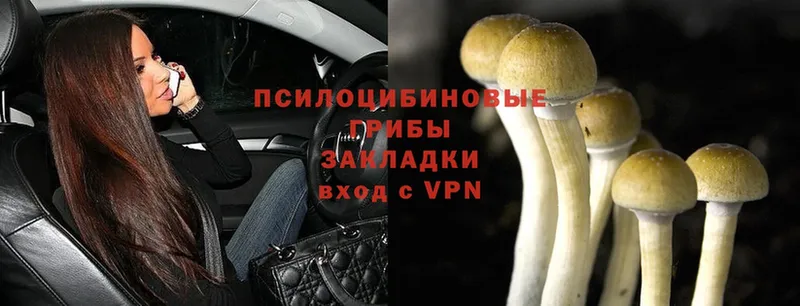 Псилоцибиновые грибы Psilocybe  купить закладку  Калязин 